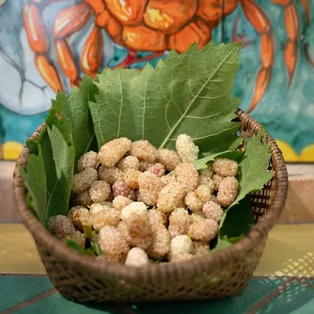 Gasthuis Amaranto 4*