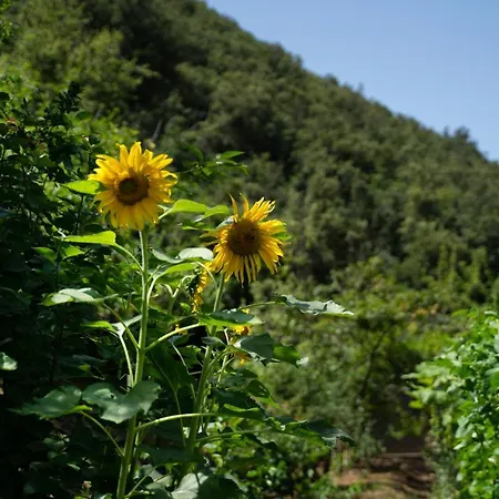 Amaranto Casa de hóspedes Maratea