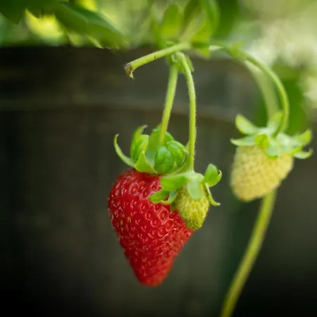 Casa de hóspedes Amaranto