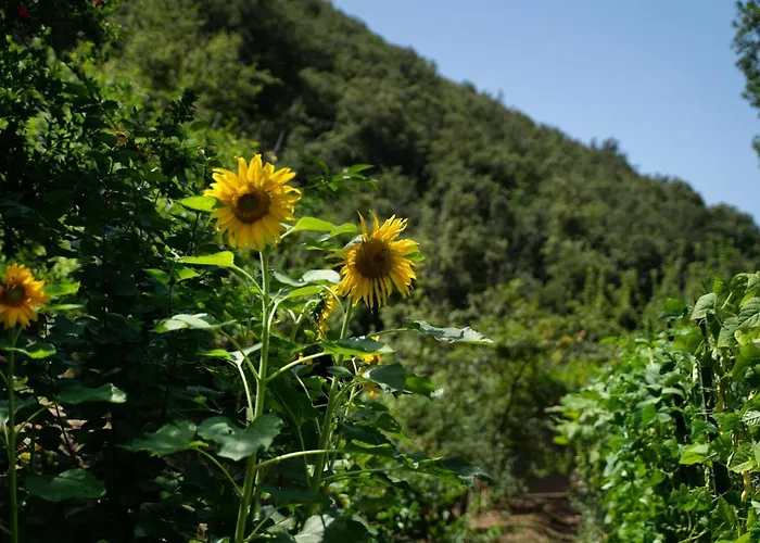 Amaranto Gasthuis Maratea