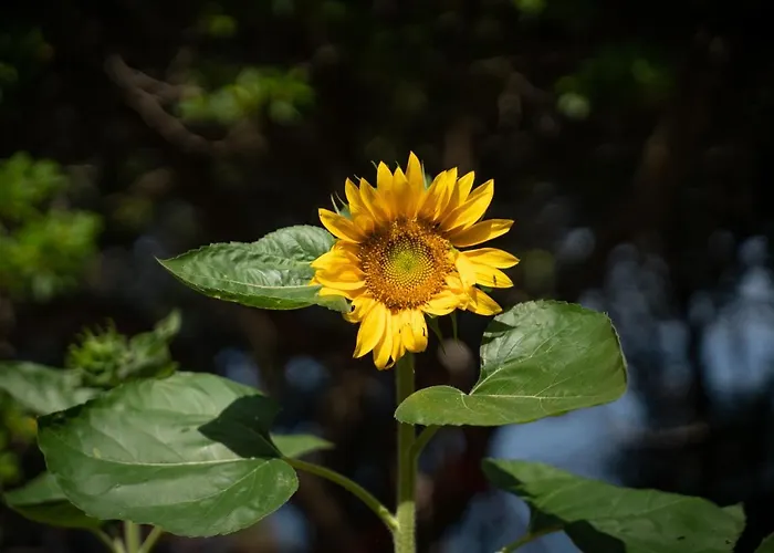 Amaranto Gasthuis 4*